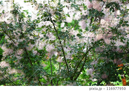 スモークツリー・ハグマノキ・ケムリノキ スモークツリー・ハグマノキ・ケムリノキ 116977950