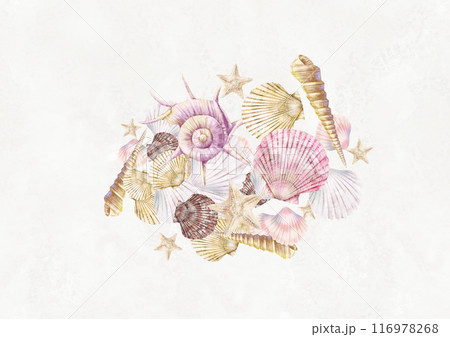 色々な貝殻の挿絵イラスト 116978268