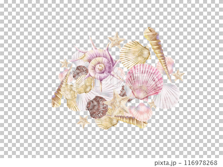 色々な貝殻の挿絵イラスト 116978268