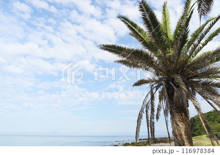 ヤシの木と青い海 116978384