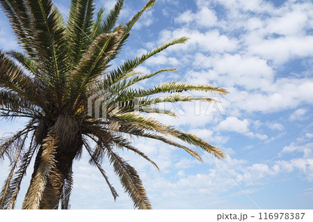 ヤシの木と青い海 116978387