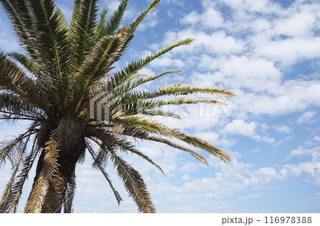 ヤシの木と青い海 116978388