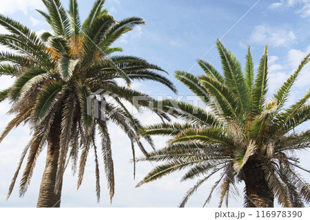 ヤシの木と青い海 116978390