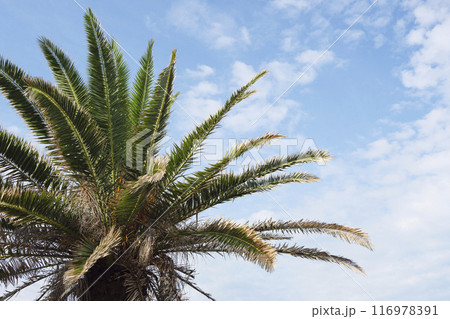 ヤシの木と青い海 116978391