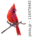 Male Northern Cardinal watercolor painting,isolated on white . 116978485