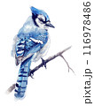 Blue Jay bird watercolor digital painting, isolated on white background. 116978486