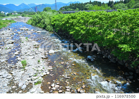 清流魚野川　立柄橋から上流　山・川の風景　新潟県湯沢町　 116978500