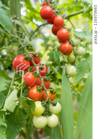 ミニトマト ミニトマト 116978665