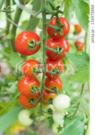 ミニトマト 116978666