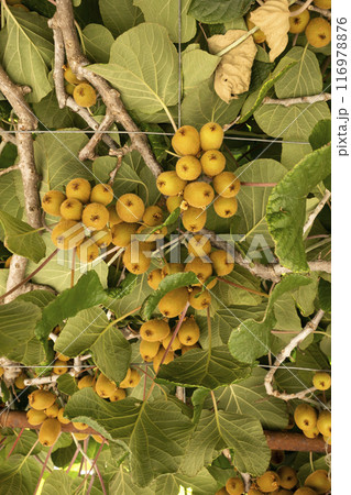 Harvesting Kiwifruit Or Chinese Gooseberry, Many Edible Berry On Woody Vines With Green Leaves. Plant With Ripe Kiwi, Actinidia Deliciosa, Fruitage Vertical Plane Harvesting Kiwifruit Or Chinese Gooseberry, Many Edible Berry On Woody Vines With Green Leaves. Plant With Ripe Kiwi, Actinidia Deliciosa, Fruitage Vertical Plane 116978876