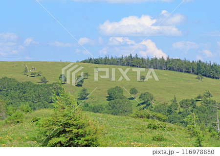 夏の美ヶ原高原 夏の美ヶ原高原 116978880