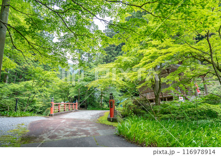 岐阜県揖斐川町　西美濃三十三霊場第一札所の新緑の横蔵寺の山王橋 116978914