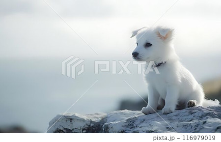 白い犬 白い犬 116979019