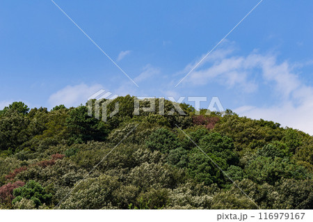 夏山と青空と白い雲 116979167