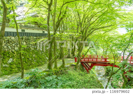 岐阜県揖斐川町　西美濃三十三霊場第一札所の新緑の横蔵寺の赤い橋 116979602