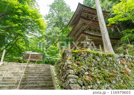 岐阜県揖斐川町　西美濃三十三霊場第一札所の新緑の横蔵寺の三重塔 116979603