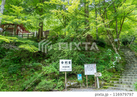 岐阜県揖斐川町　西美濃三十三霊場第一札所の新緑の横蔵寺の舎利堂への階段 116979797