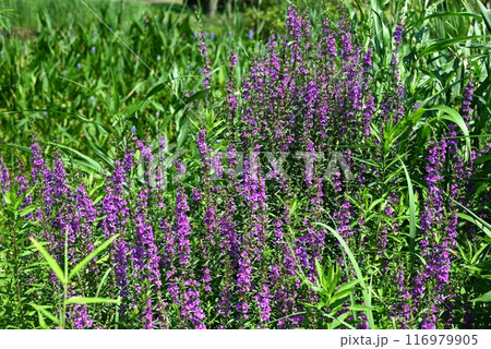 ミソハギ(禊花)・盆花・精霊花 ミソハギ(禊花)・盆花・精霊花 116979905