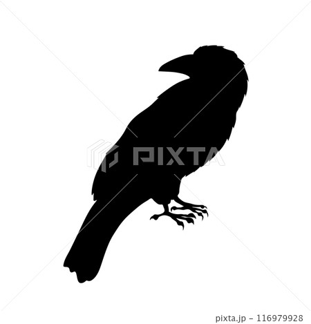 Bird Raven Crow Black Silhouette for Icon. 116979928