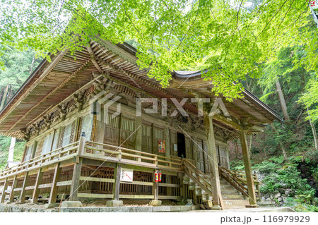 岐阜県揖斐川町　西美濃三十三霊場第一札所の新緑の横蔵寺の本堂 116979929