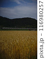 麦秋の安土城址を通過する223系普通列車 （東海道本線 安土 - 能登川, 2024年6月） 116980257