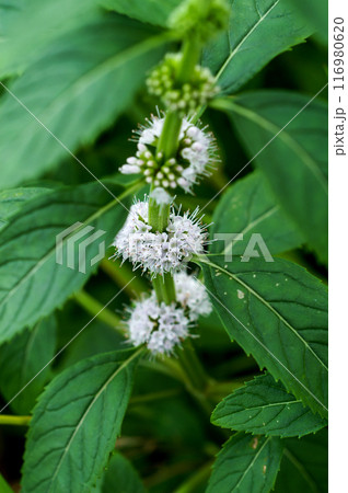 信濃川・やすらぎ堤の薄荷(はっか) 信濃川・やすらぎ堤の薄荷(はっか) 116980620