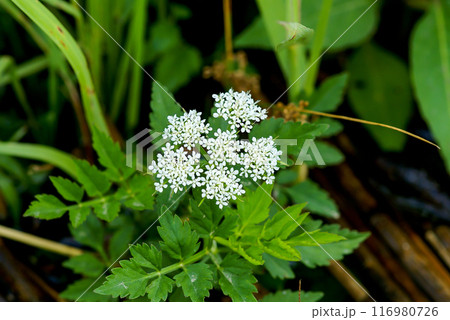 信濃川・やすらぎ堤の芹(せり)の花 116980726
