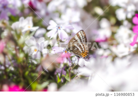 トラフシジミ 春型 昆虫 トラフシジミ 春型 昆虫 116980853