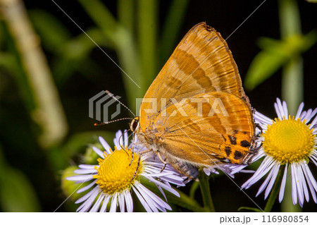 トラフシジミ 夏型 昆虫 トラフシジミ 夏型 昆虫 116980854
