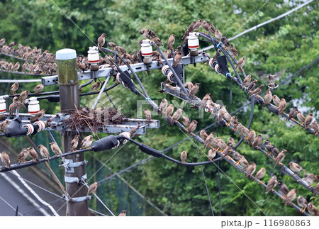 ムクドリが電線に群がる ムクドリが電線に群がる 116980863