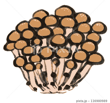 墨で描かれたシンプルなしめじのイラスト 116980989