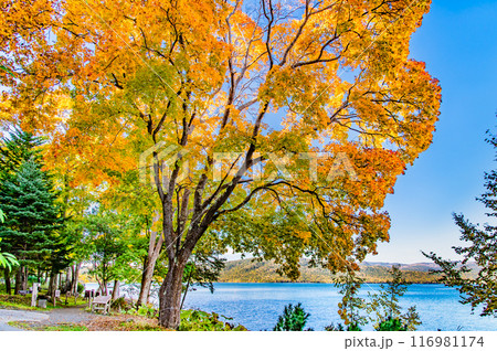 北海道 紅葉の阿寒湖 116981174