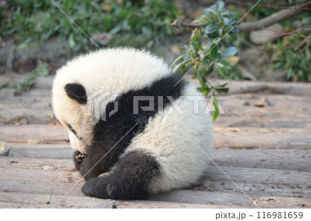丸くなる赤ちゃんパンダ 116981659