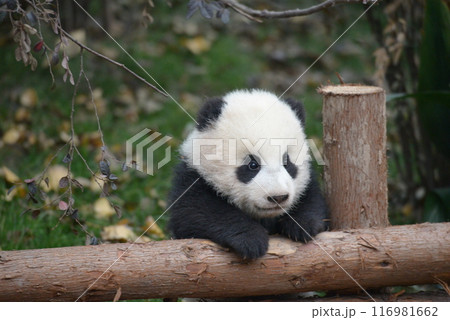 手すりから眺める赤ちゃんパンダ 116981662