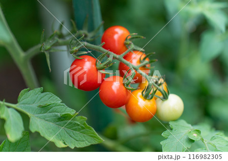 ミニトマト 116982305
