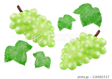 シャインマスカット シャインマスカット 116982517