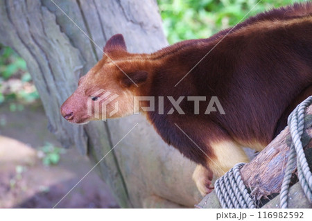 夏 よこはま動物園ズーラシア セスジキノボリカンガルーの眼差し 夏 よこはま動物園ズーラシア セスジキノボリカンガルーの眼差し 116982592