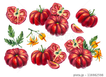 Tomato fruits, flowers and leaves isolated on white background 116982598