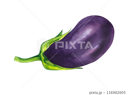 Watercolor eggplant vegetable 116982605
