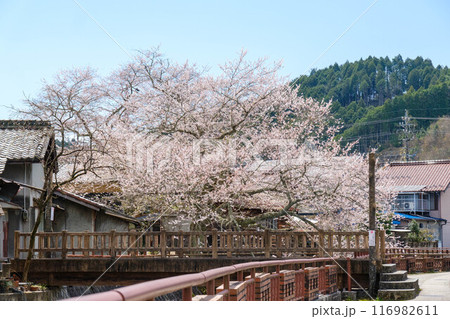 桜満開の明智川 桜満開の明智川 116982611