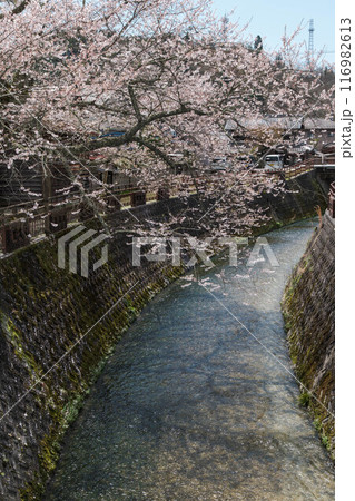 桜満開の明智川 桜満開の明智川 116982613