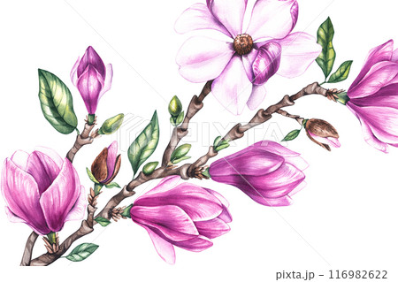 Watercolor magnolia horizontal background 116982622
