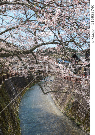 桜満開の明智川での桜吹雪の景色 桜満開の明智川での桜吹雪の景色 116982740