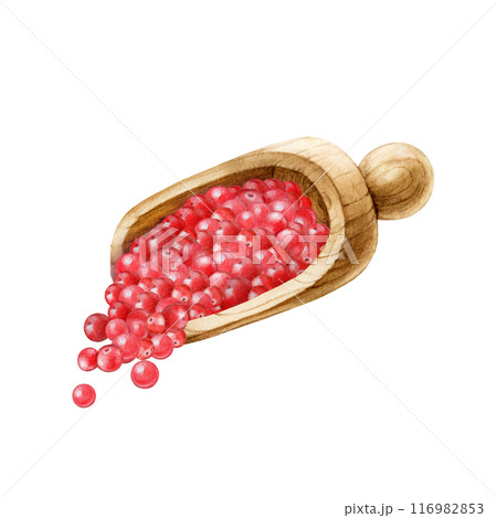 Pink peppercorn condiment spice in wooden spoon painted illustration. Vintage style image. Hand drawn pink pepper spice heap for cooking and seasoning ingredient isolated on white background Pink peppercorn condiment spice in wooden spoon painted illustration. Vintage style image. Hand drawn pink pepper spice heap for cooking and seasoning ingredient isolated on white background 116982853