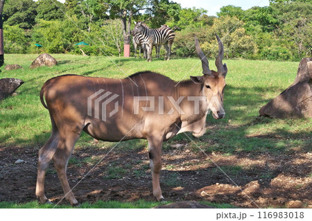 夏 よこはま動物園ズーラシア アフリカサバンナのエランドとグラントシマウマ 116983018