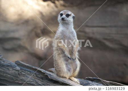 夏 よこはま動物園ズーラシア 警戒監視のミーアキャット 116983129