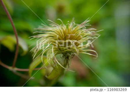 種を宿し花弁を脱ぐ。クレマチス「さぬき王妃」のシベ。花言葉は「精神の美」「甘い束縛」。 116983269