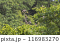 ムクドリの群れ 116983270