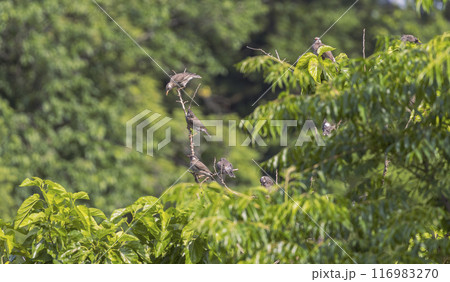 ムクドリの群れ 116983270