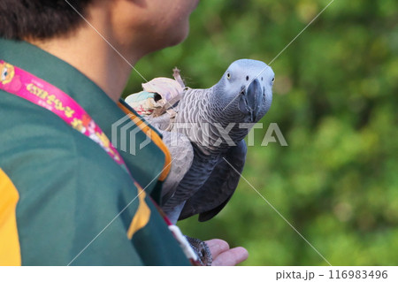 夏 よこはま動物園ズーラシア バードショウのインコ なんだなんだ！？ 116983496